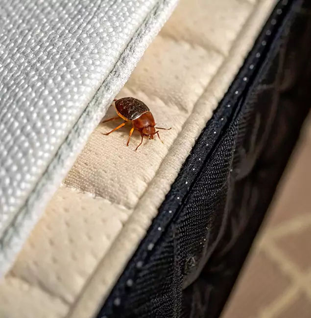 Why Roseburg Homeowners Trust Roseburg Pest Control Pro for Tick Treatment?