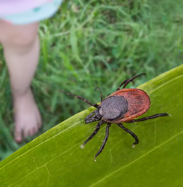 Why Roseburg Homeowners Choose Roseburg Pest Control Pro for Tick Extermination?