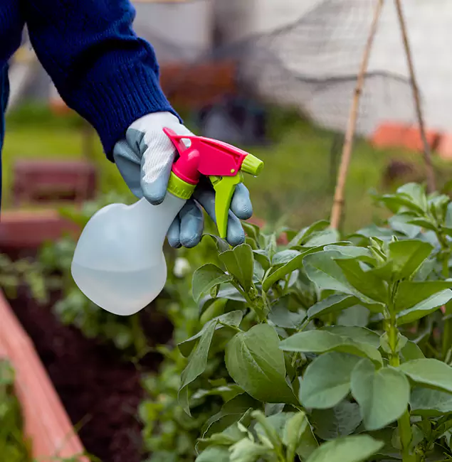 Why Roseburg Relies on Roseburg Pest Control Pro for Wasp Control Services?