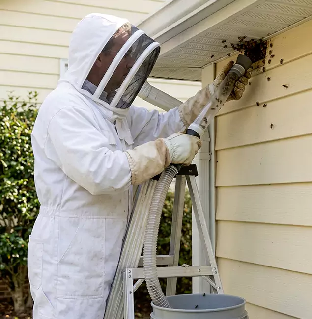 Why Roseburg Trusts Roseburg Pest Control Pro for Wasp Control?