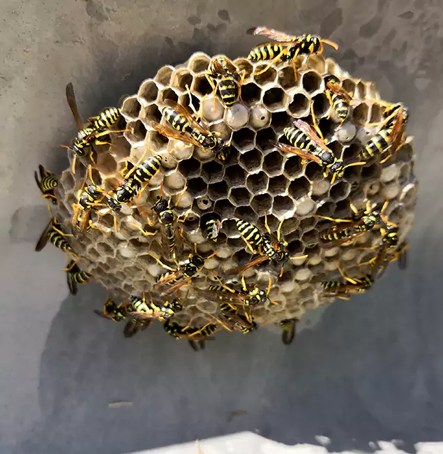 Why Roseburg Chooses Roseburg Pest Control Pro for Wasp Control Services?