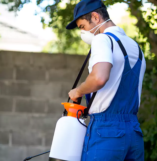 Why Roseburg Pest Control Pro Is the Right Choice for Yellow Jacket Removal in Roseburg, OR?