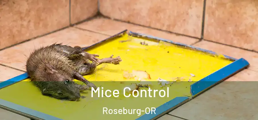Mice Control Roseburg-OR