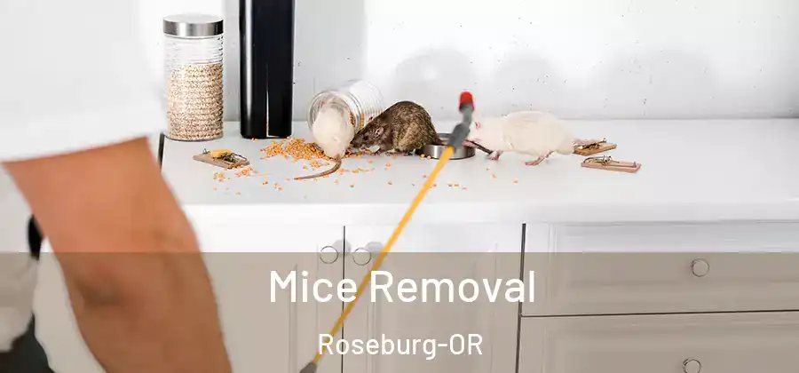  Mice Removal Roseburg-OR