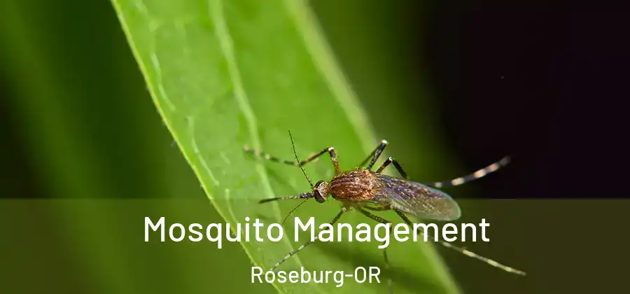 Mosquito Management Roseburg-OR