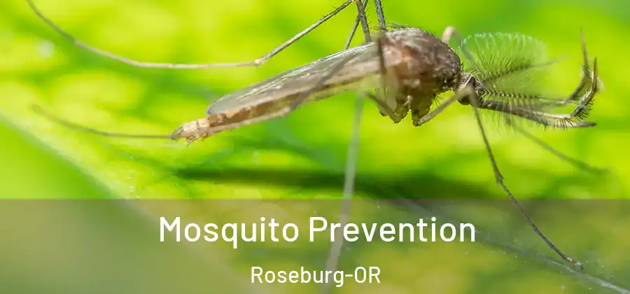 Mosquito Prevention Roseburg-OR