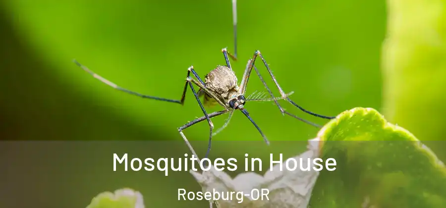 Mosquitoes in House Roseburg-OR