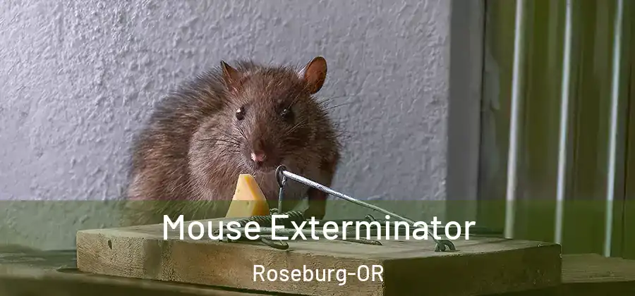 Mouse Exterminator Roseburg-OR