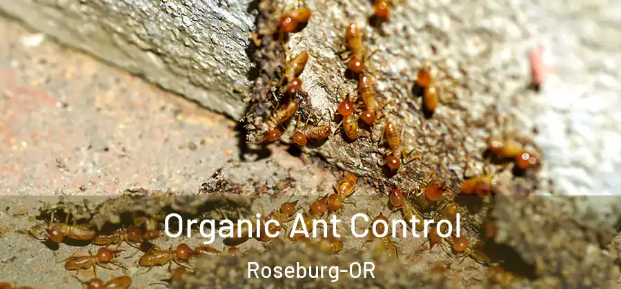 Organic Ant Control Roseburg-OR