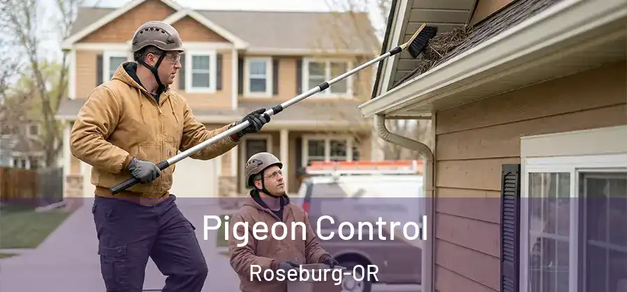 Pigeon Control Roseburg-OR