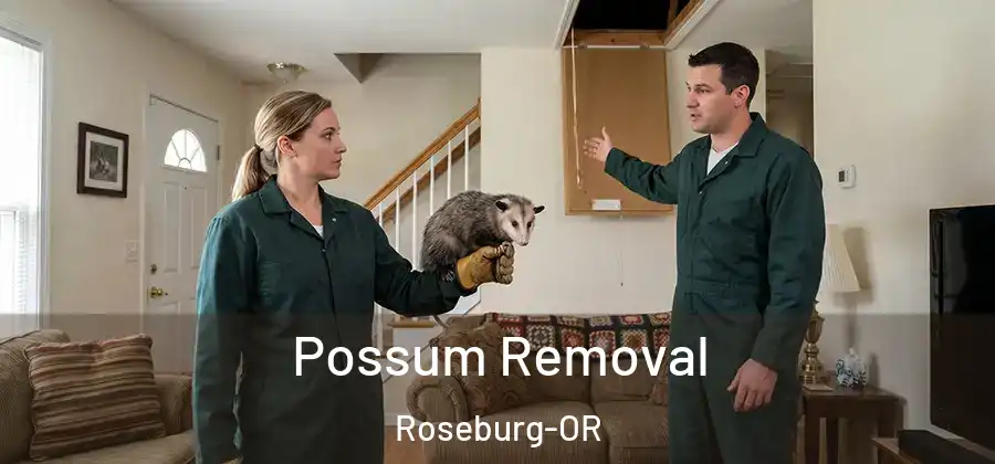 Possum Removal Roseburg-OR