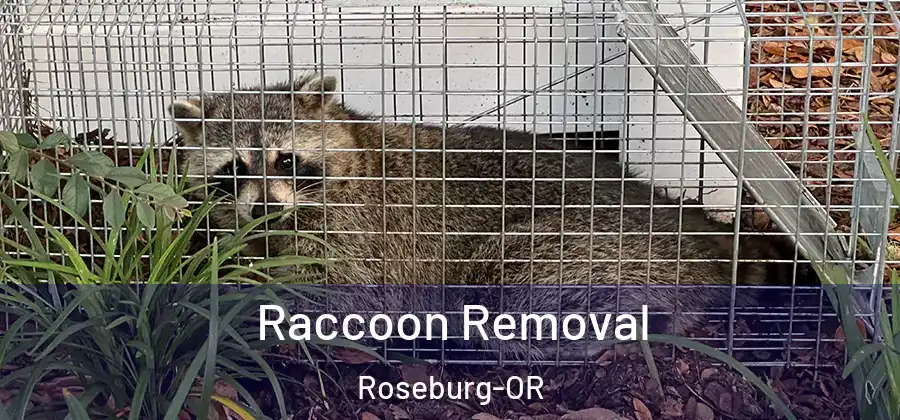 Raccoon Removal Roseburg-OR