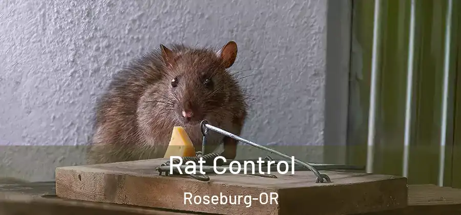 Rat Control Roseburg-OR