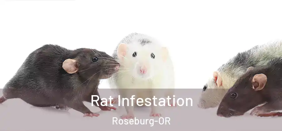  Rat Infestation Roseburg-OR