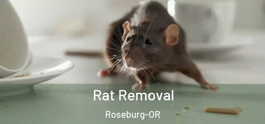 Rat Removal Roseburg-OR