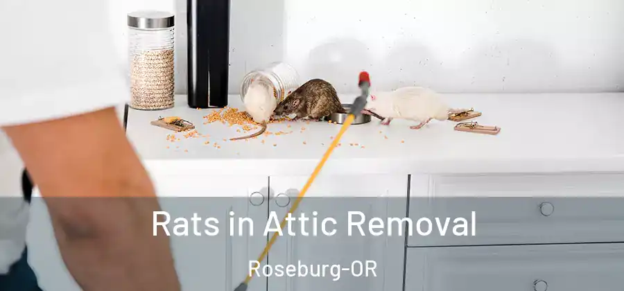Rats in Attic Removal Roseburg-OR