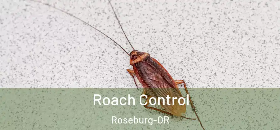 Roach Control Roseburg-OR