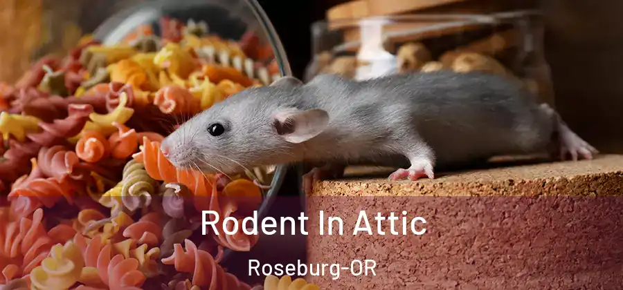  Rodent In Attic Roseburg-OR