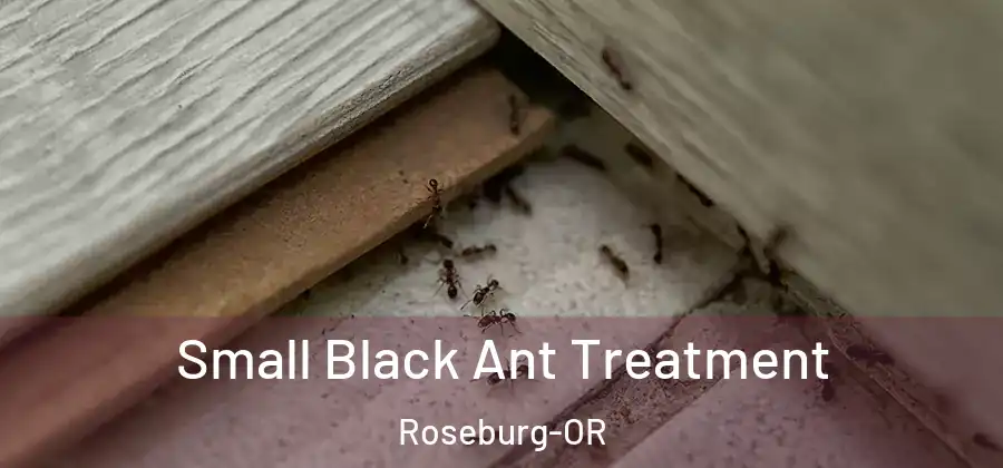 Small Black Ant Treatment Roseburg-OR