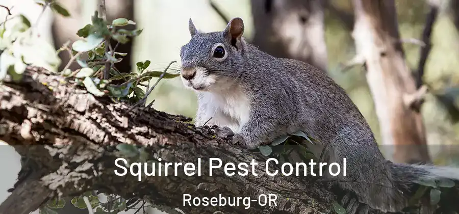 Squirrel Pest Control Roseburg-OR