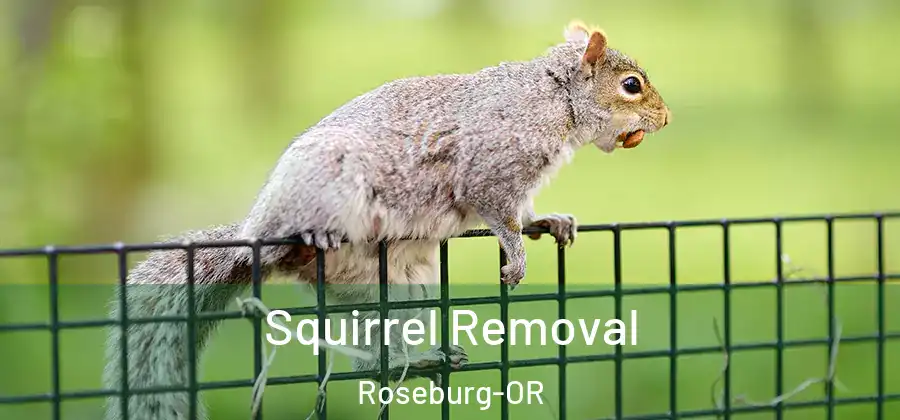 Squirrel Removal Roseburg-OR