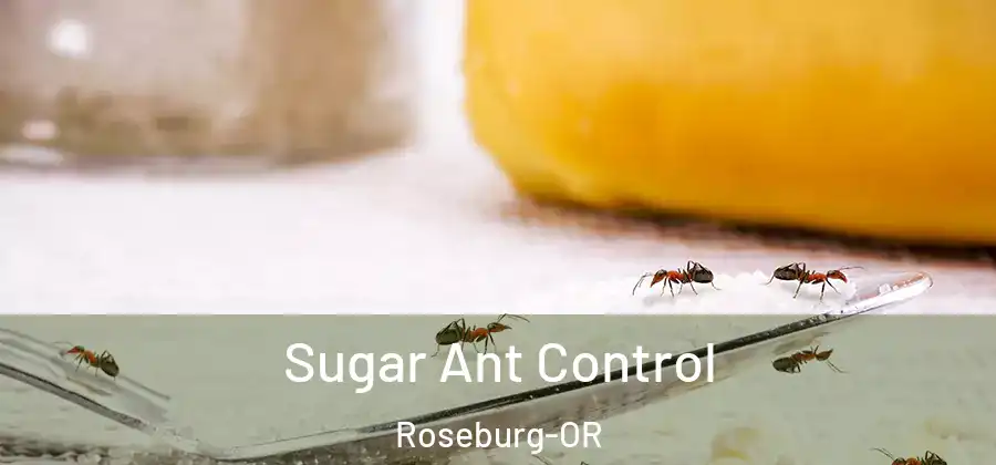  Sugar Ant Control Roseburg-OR