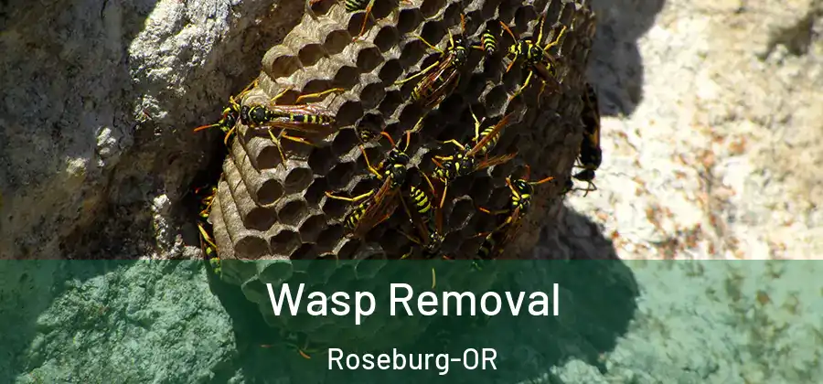  Wasp Removal Roseburg-OR