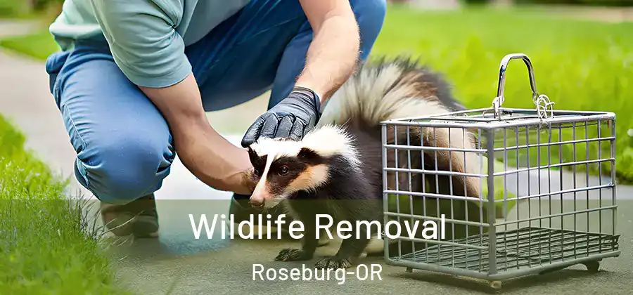Wildlife Removal Roseburg-OR